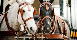 12 Best Driving Horse Breeds for Pulling a Carriage