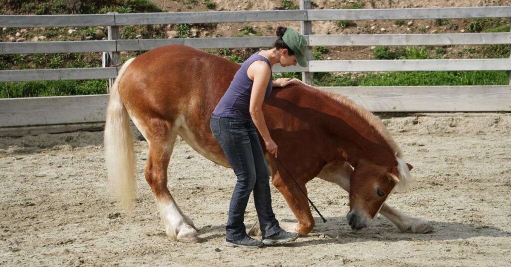 5 Simple Tricks to Teach Your Horse
