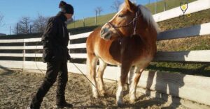 5 Simple Tricks to Teach Your Horse