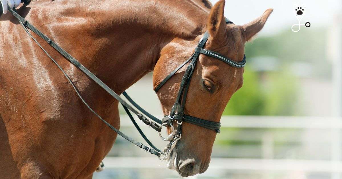 Horse Training Tools: Spurs