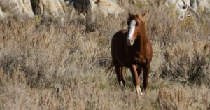 How to Approach a Horse: Basic Horsemanship