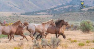 Social Behaviors of Wild and Domestic Horses