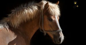 Why Your Horse Is Tossing Its Head