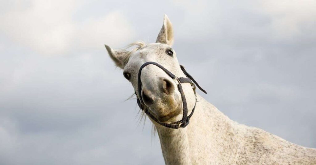 Why Your Horse Is Tossing Its Head