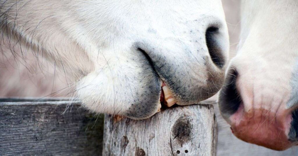 How to Stop Wood Chewing in Horses