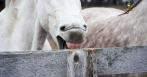 How to Stop Wood Chewing in Horses