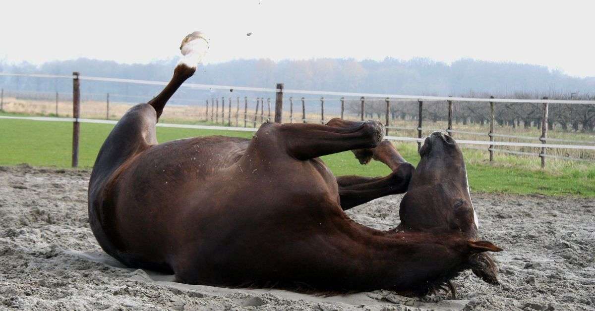 Why Horses Roll