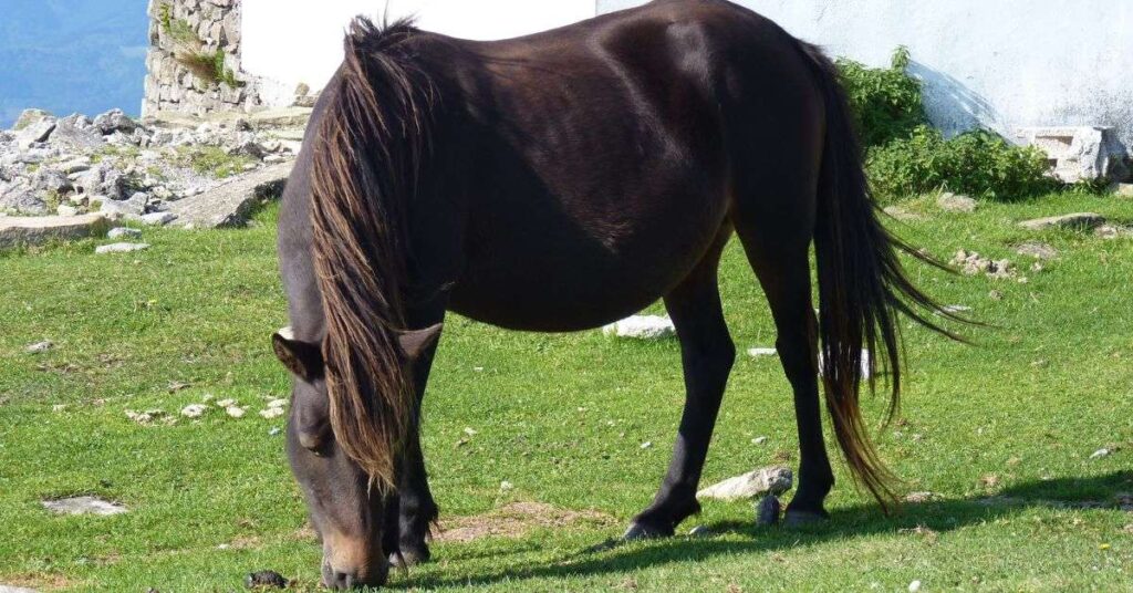 12 Best Spanish Horse Breeds