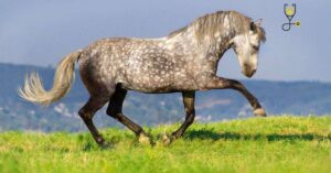 12 Best Spanish Horse Breeds