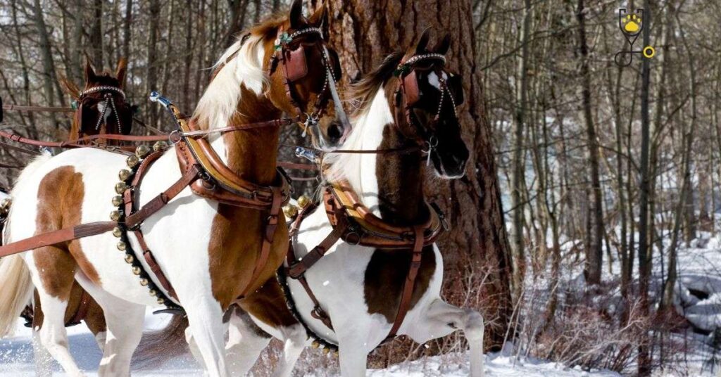 American Saddlebred: Best Horse Breed
