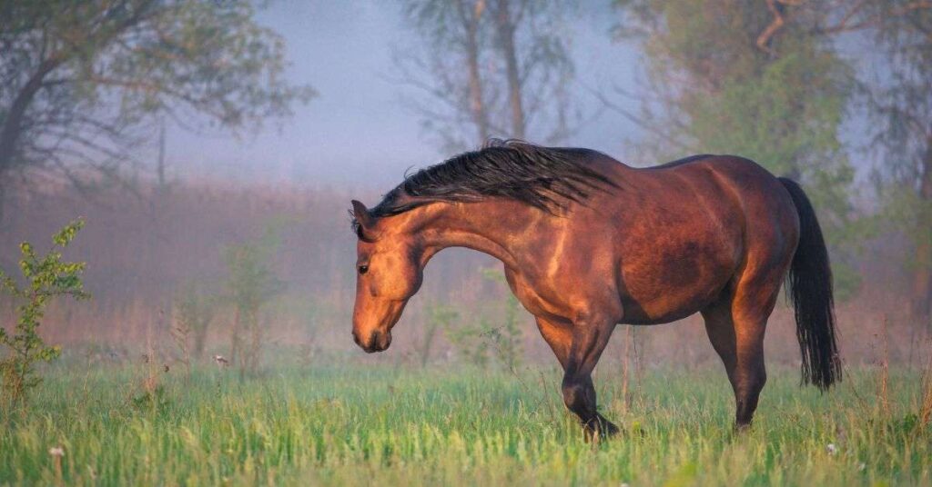 Kathiawari Horse: Complete Breed Profile