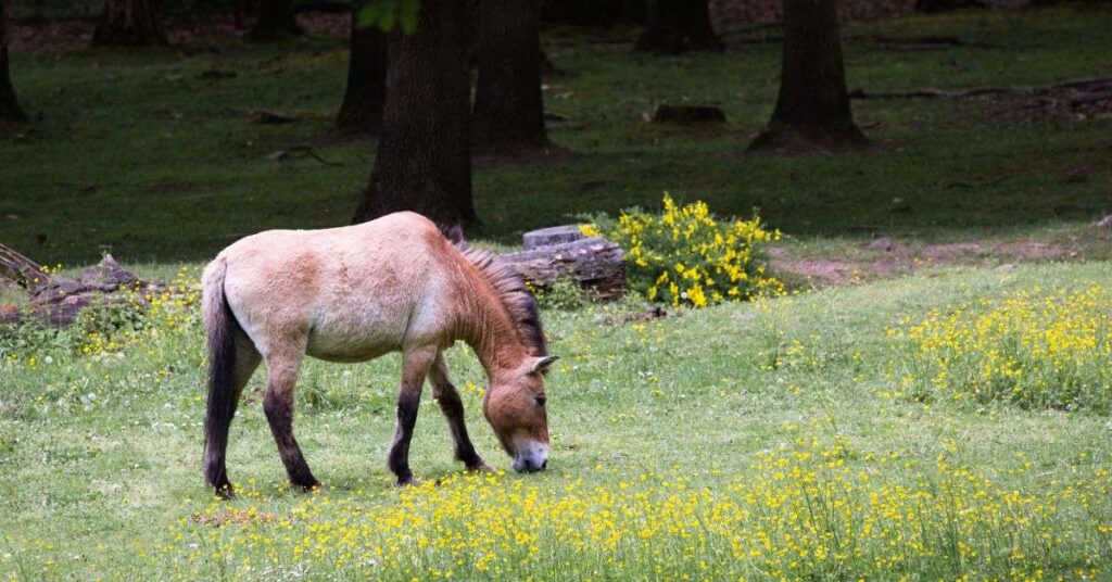Oldest Horse Breed In The World: It's Przewalski's