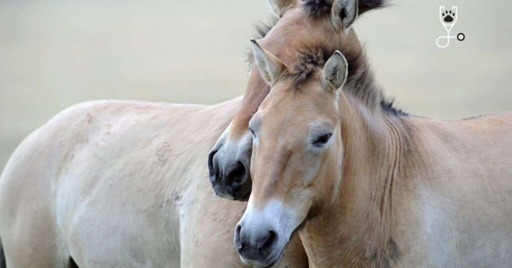 Oldest Horse Breed In The World: It's Przewalski's