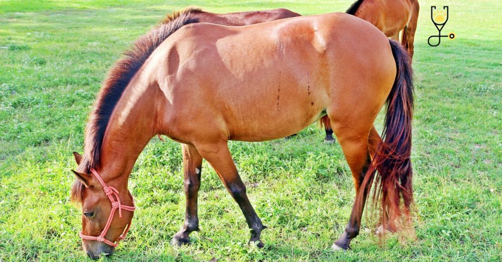 11 Best Feeds for Helping a Horse Gain Weight The Horse Advisor