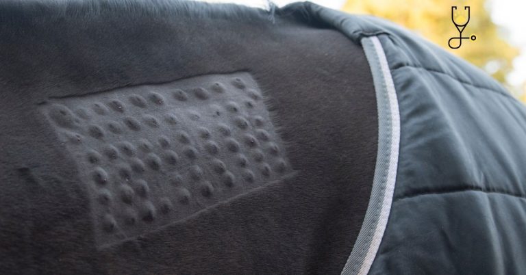 8 Dangerous Horse Skin Diseases, Conditions & Treatments - The Horse ...