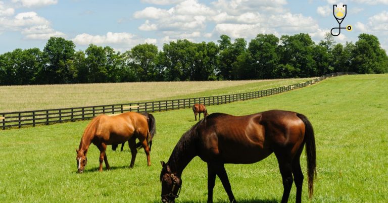 Guide On an Off-the-Track Thoroughbred's Pedigree - The Horse Advisor