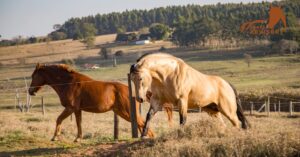 American Quarter Horses in Rodeo Events: A Closer Look