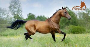 Discover the Akhal-Teke: One of the World's Rarest Horse Breeds