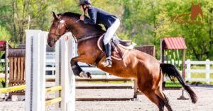 Discover the Preferred Horse Breeds for Show Jumping
