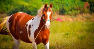 Exploring the Exotic Marwari Horse Breed: A Journey into India's Equine Heritage