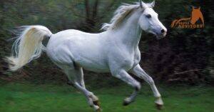 Getting to Know the Arabian Horse Breed Characteristics and History