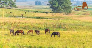 Horse Breeds Perfect for Farm Work: A Detailed Overview