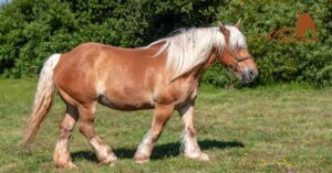 Morgan Horses: A Comprehensive Breed Profile