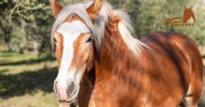 The Curly Horse: A Unique and Uncommon Breed