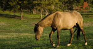 The Fascinating History of the Sorraia Horse Breed: An Enduring Legacy