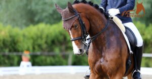 The Prevalence of Andalusians in Dressage Competitions
