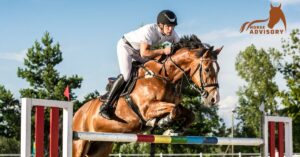 The Role of Warmbloods in Competitive Show Jumping