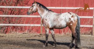 The Unique Traits of the Appaloosa Horse