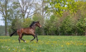 Top Horse Breeds for Dressage: Making the Right Choice