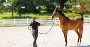 Horse Behavior: How to Read Your Horse