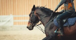 How to Choose the Right Saddle for Your Horse