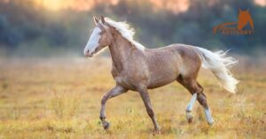 Caring for Aging Horses and Adoption Options