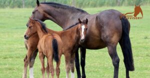 Unveiling the Mysteries of Horse Genetics and Breeding Practices