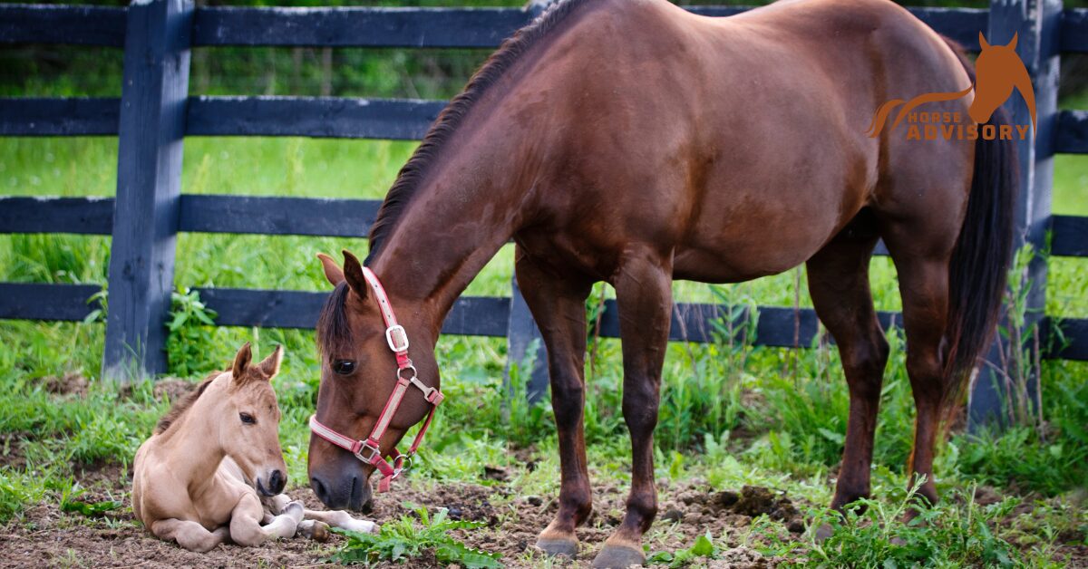 What to Expect When Your Horse is Expecting? All about Foaling