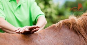 Why Horses Are Measured in Hands: Horse Hand Unit Guide