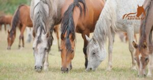 Essential Nutritional Needs of Arabian Horses