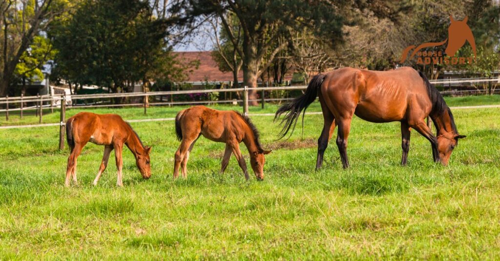 Best Practices for Breeding Arabian Horses