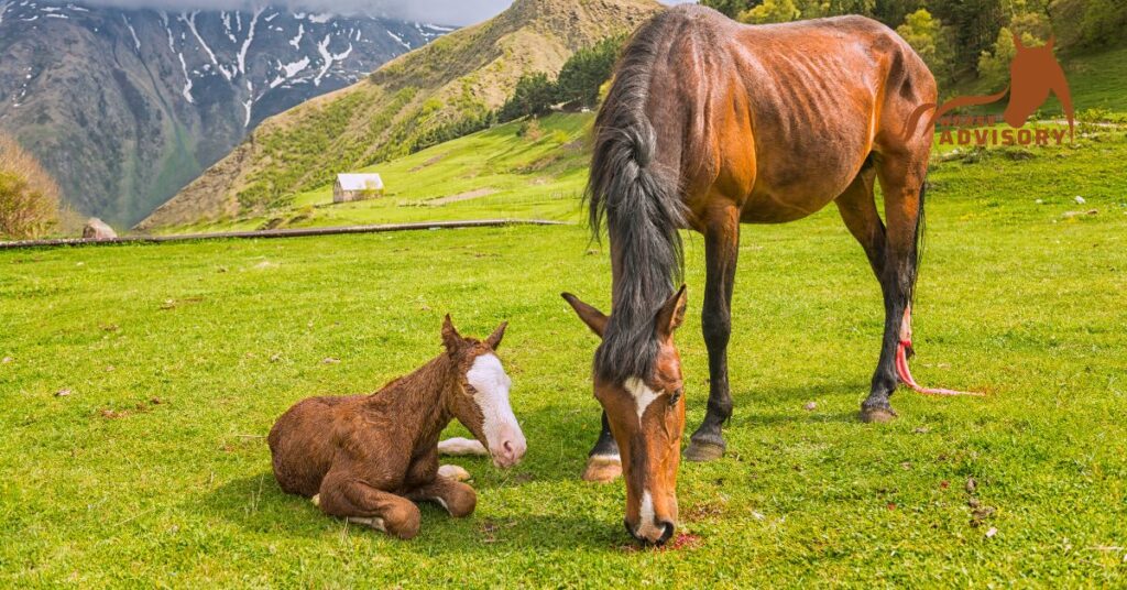 Care Tips for Newborn Arabian Foals