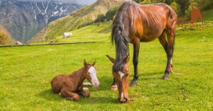 Care Tips for Newborn Arabian Foals