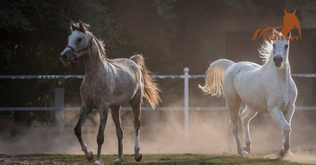 Common Myths and Misconceptions About Arabian Horses