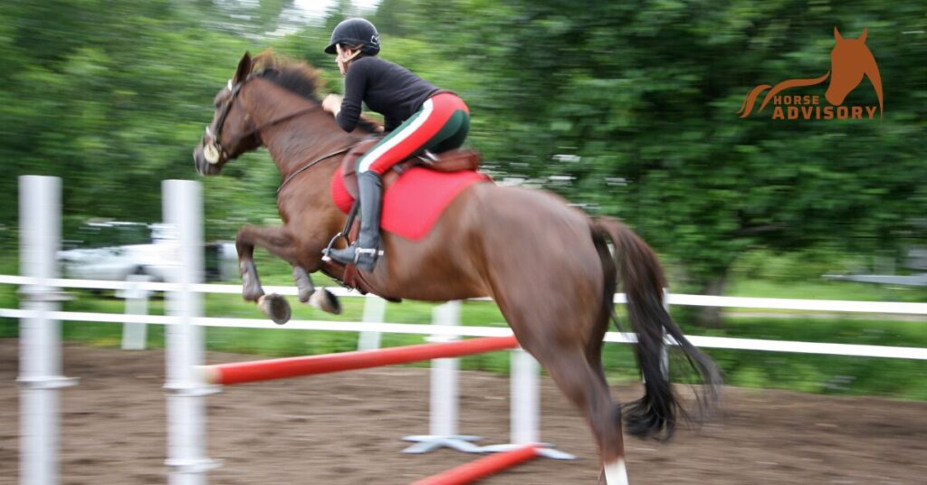 How to Train Your Arabian Horse for Show Jumping