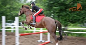 How to Train Your Arabian Horse for Show Jumping