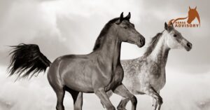 Recent Advances in Arabian Horse Genetics