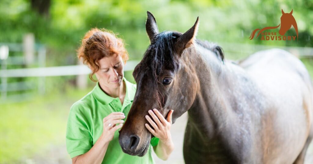 Seasonal Care Tips for Arabian Horses