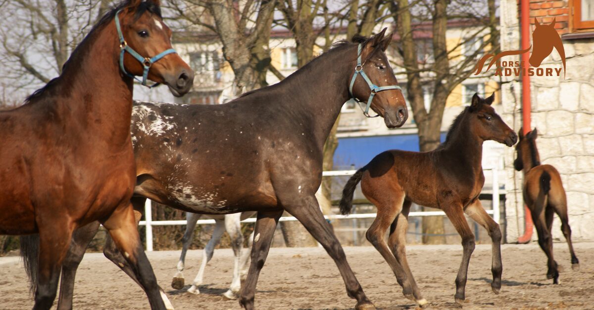 Training and Socializing Young Arabian Horses