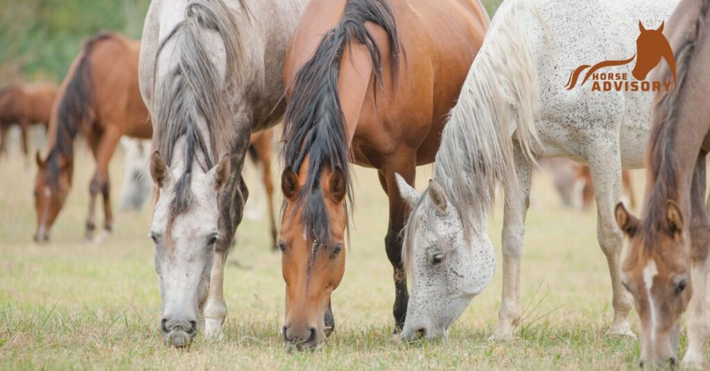 How to Use Genetic Testing in Arabian Horse Breeding